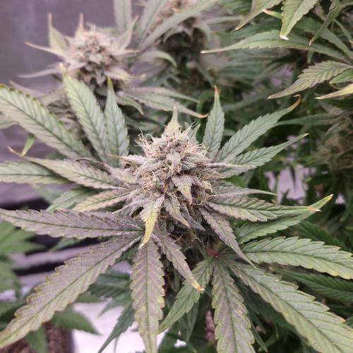 Mephisto Wedding Auto. Week 11