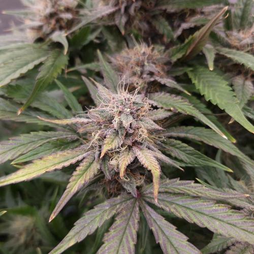 Mephisto Wedding Auto. Week 11
