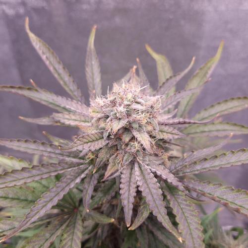 Mephisto Wedding Auto. Week 11