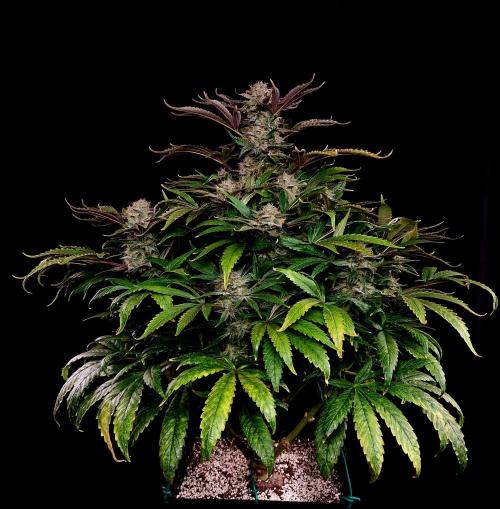 Mephisto Wedding Auto. Week 12