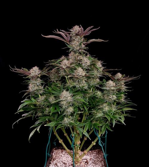 Mephisto Wedding Auto. Week 12