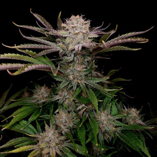 Mephisto Wedding Auto. Week 12
