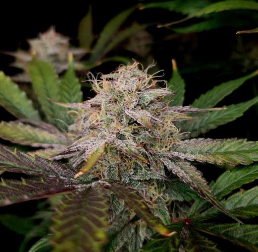 Mephisto Wedding Auto. Week 12
