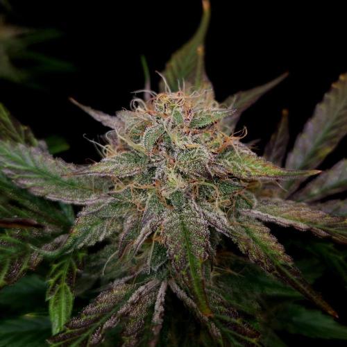 Mephisto Wedding Auto. Week 12