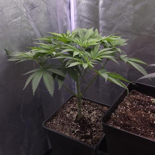 Black Badazz F1 regular. Week 6