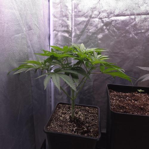 Black Badazz F1 regular. Week 6