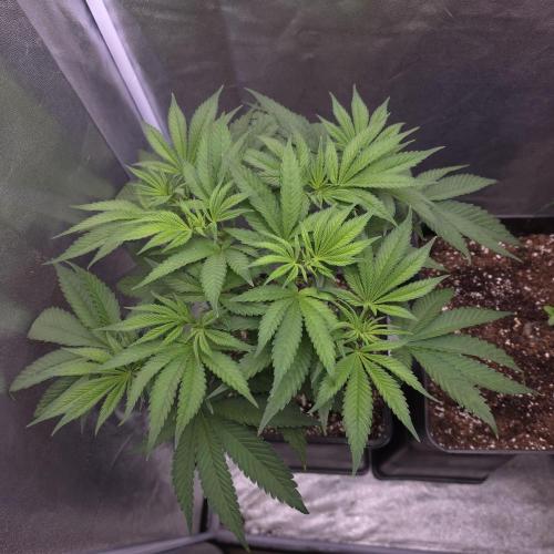 Black Badazz F1 regular. Week 6