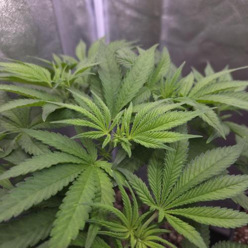 Black Badazz F1 regular. Week 6