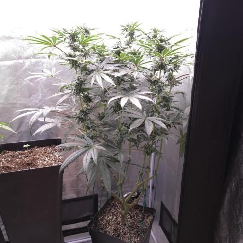 C.I.P. Kush. Week 13