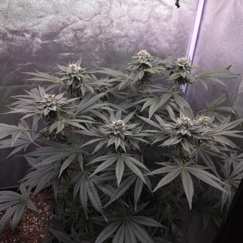 C.I.P. Kush. Week 13