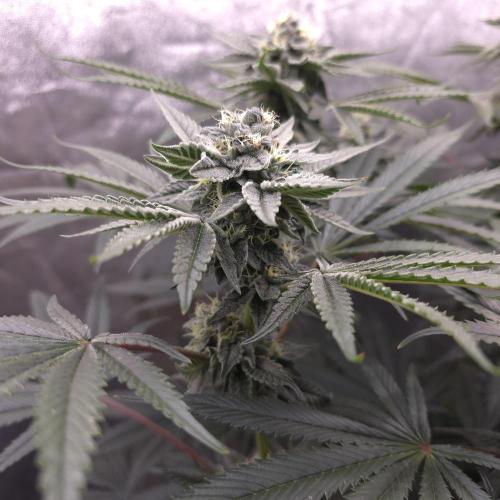 C.I.P. Kush. Week 13
