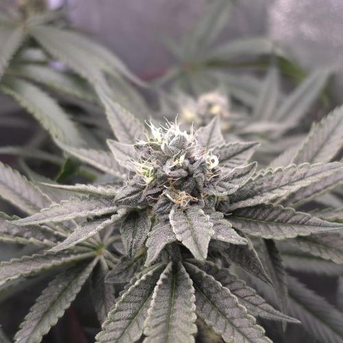 C.I.P. Kush. Week 13