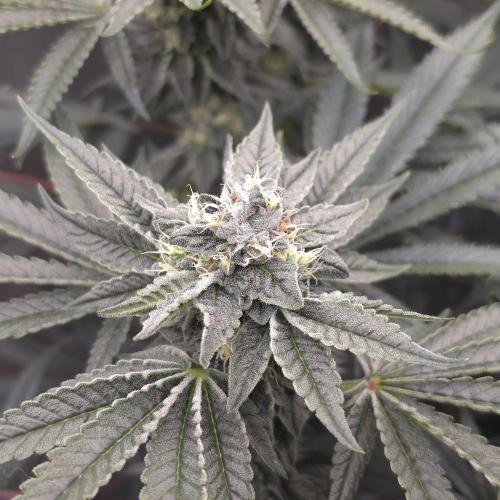C.I.P. Kush. Week 13