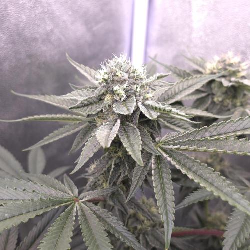C.I.P. Kush. Week 13