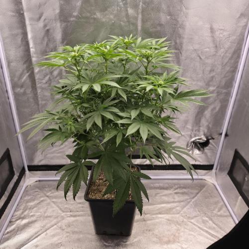 Black Badazz F1 regular. Week 8