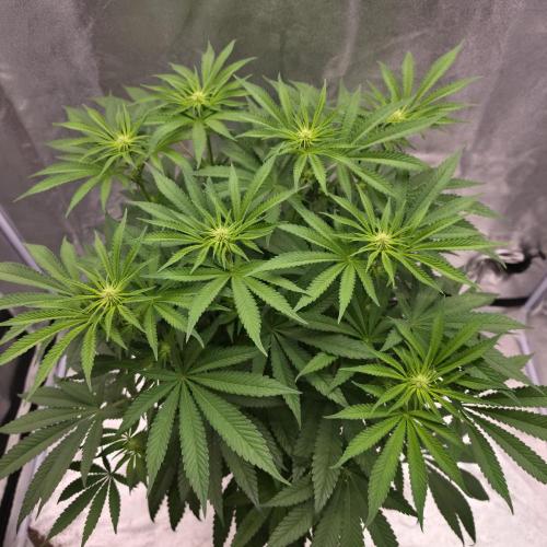 Black Badazz F1 regular. Week 8