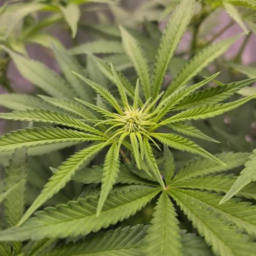 Black Badazz F1 regular. Week 8