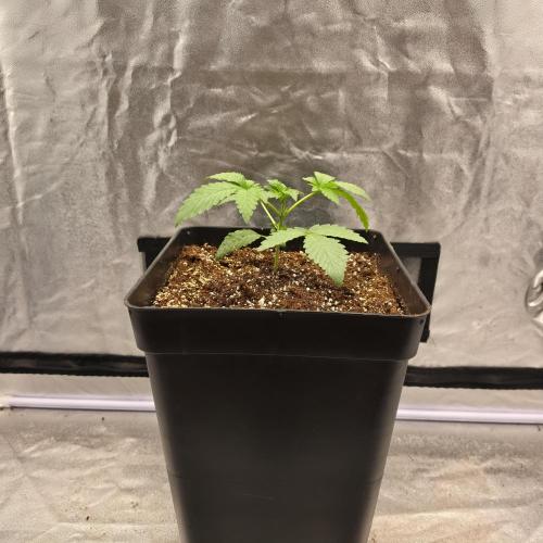King Cartier 12/12. Week 3