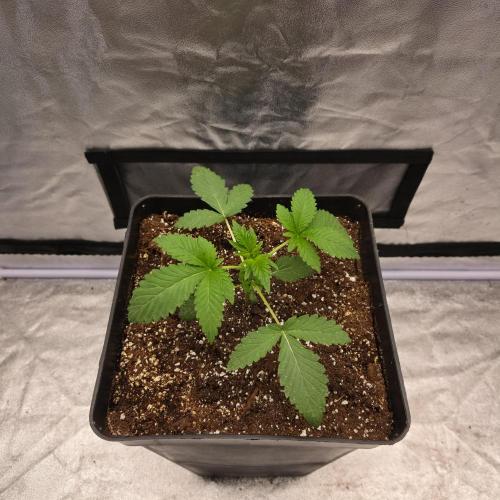 King Cartier 12/12. Week 3