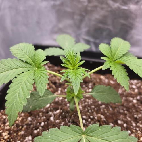 King Cartier 12/12. Week 3
