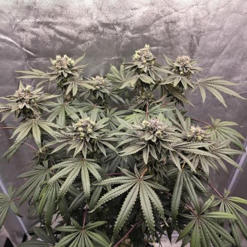 C.I.P. Kush. Week 15