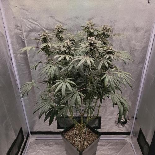 C.I.P. Kush. Week 15