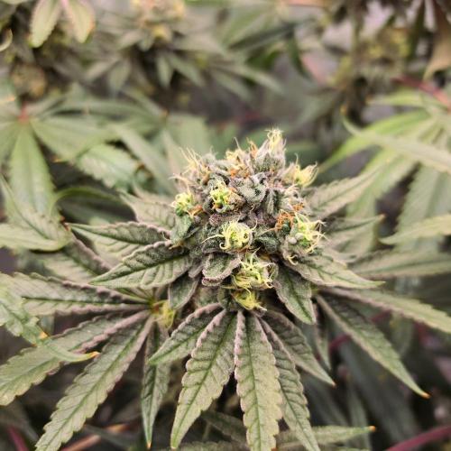 C.I.P. Kush. Week 15