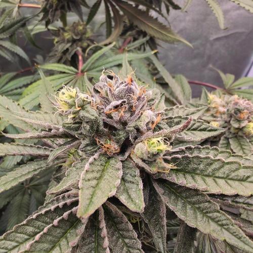 C.I.P. Kush. Week 15