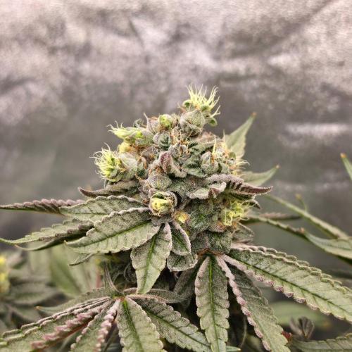 C.I.P. Kush. Week 15