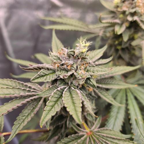 C.I.P. Kush. Week 15