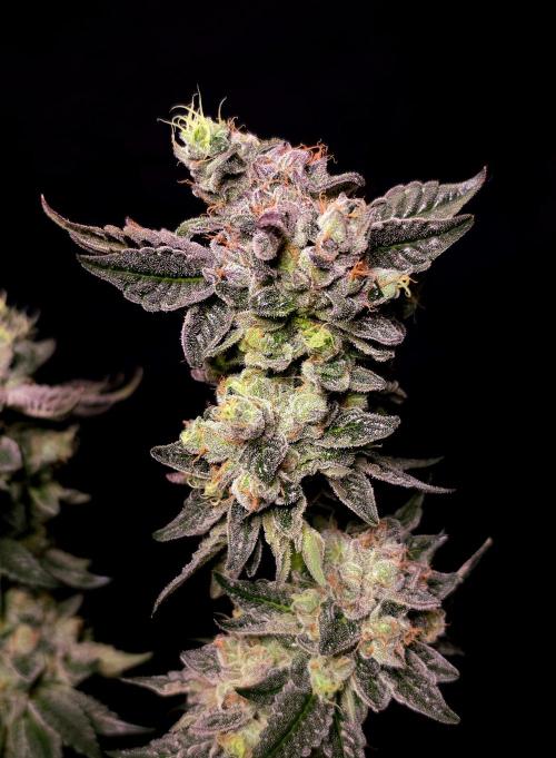 C.I.P. Kush. Week 16