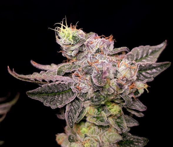 C.I.P. Kush. Week 16