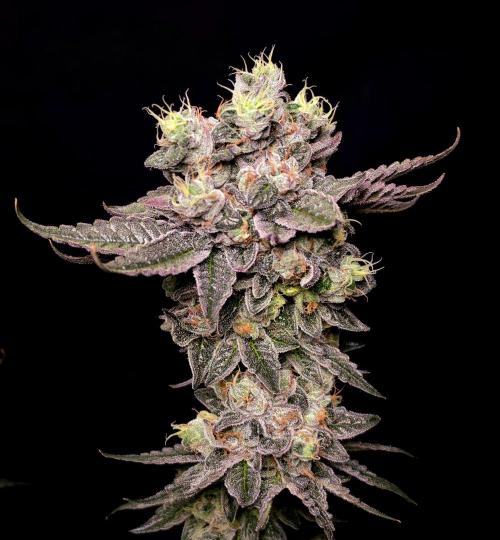 C.I.P. Kush. Week 16