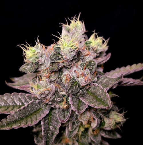 C.I.P. Kush. Week 16