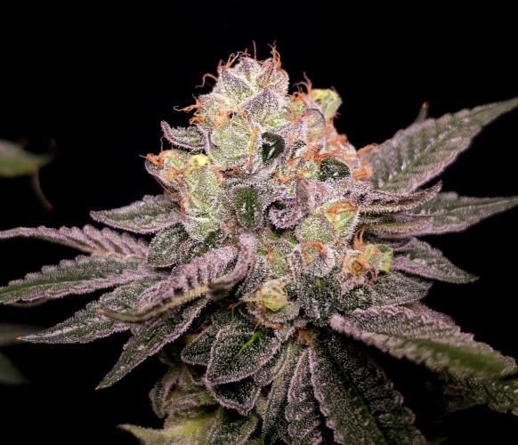 C.I.P. Kush. Week 16
