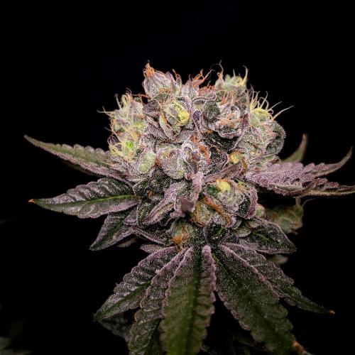 C.I.P. Kush. Week 16