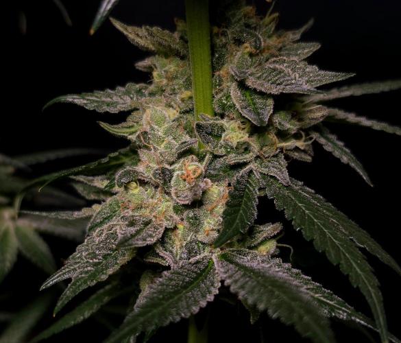 C.I.P. Kush. Week 16