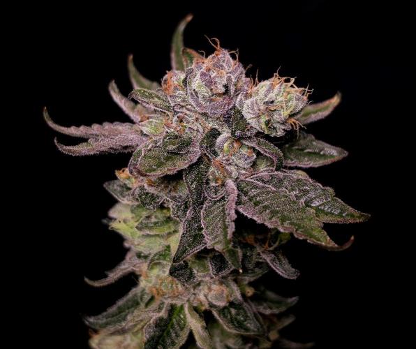 C.I.P. Kush. Week 16