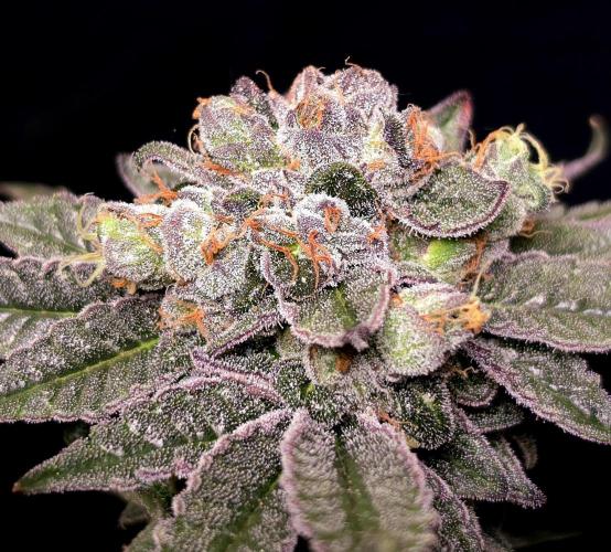C.I.P. Kush. Week 16