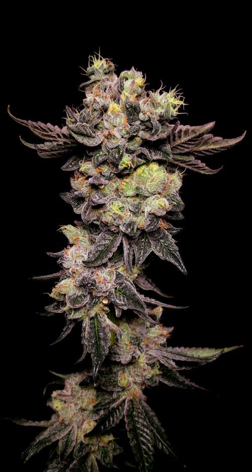 C.I.P. Kush. Week 16