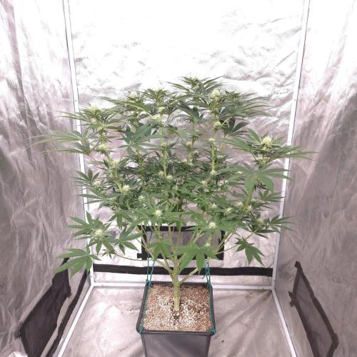 Black Badazz F1 regular. Week 9