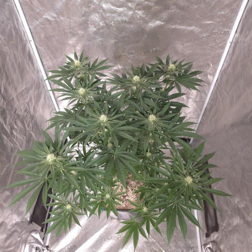 Black Badazz F1 regular. Week 9