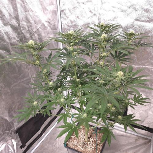 Black Badazz F1 regular. Week 9