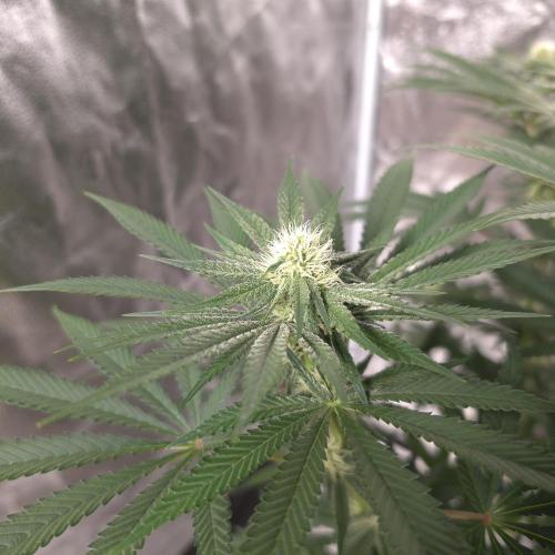 Black Badazz F1 regular. Week 9