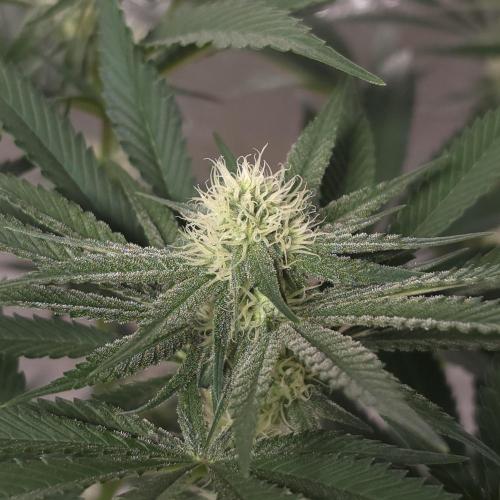 Black Badazz F1 regular. Week 9