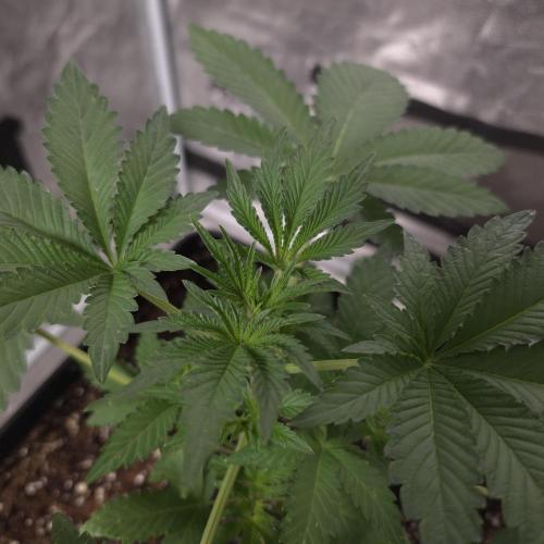 King Cartier 12/12. Week 4