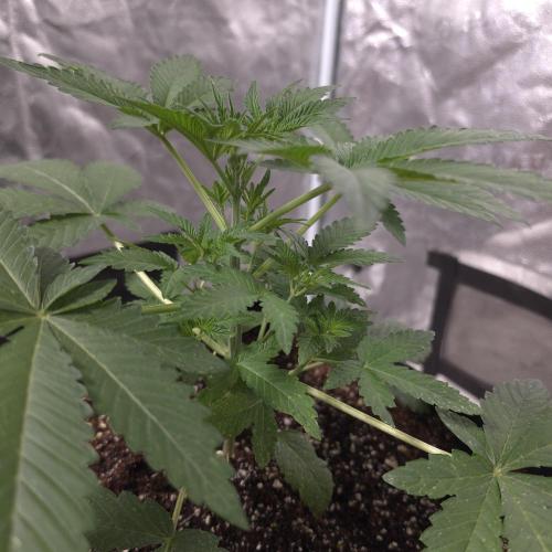 King Cartier 12/12. Week 4