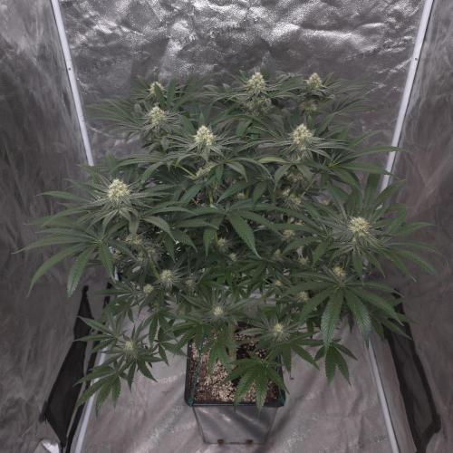 Black Badazz F1 regular. Week 10