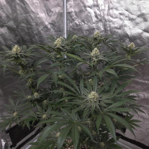 Black Badazz F1 regular. Week 10