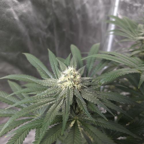 Black Badazz F1 regular. Week 10